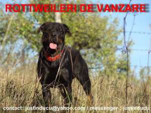 catei rottweiler de vanzare