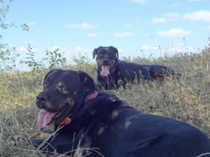 catei rottweiler de vanzare