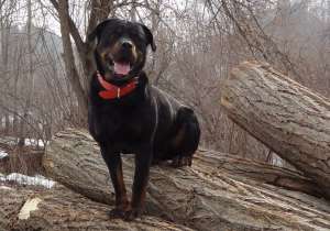 catei rottweiler de vanzare