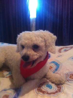 Dau la monta mascul caniche pitic