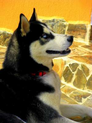 Ofer pentru monta Husky Siberian mascul