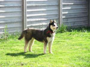 Ofer pentru monta Husky Siberian mascul