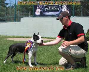 vand femela amstaff cu pedigree superba