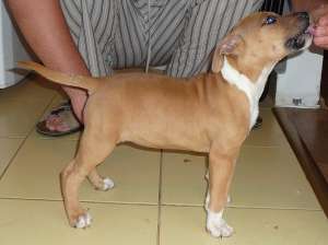 vand femela amstaff cu pedigree superba