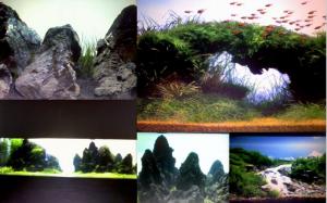 ACVARII PE COMANDA PESTI EXOTICI