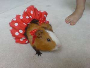 Donez porcusor de guinea