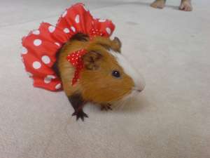 Donez porcusor de guinea