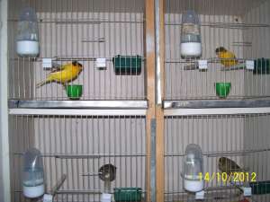 canari  tineri de vanzare .