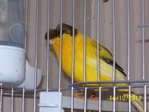 canari  tineri de vanzare .