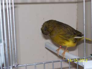 canari  tineri de vanzare .