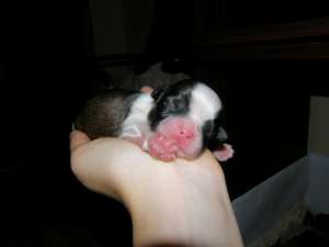 vand pui Shih-tzu