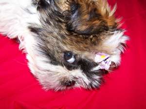vand pui Shih-tzu