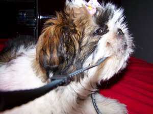 vand pui Shih-tzu