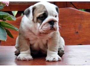 frumos pui bulldog englezesc de v�nzare