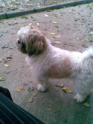 caut fetiza shi-tzu