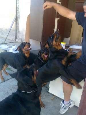 VAND ROTTWEILER