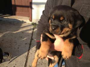 VAND ROTTWEILER