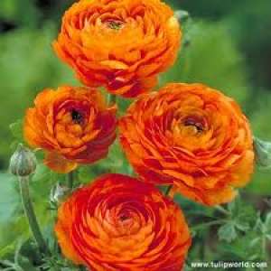 pachet 50 rizomi - ranunculus(Piciorul cocosului)  -transport gratuit