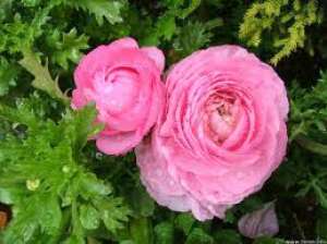 pachet 50 rizomi - ranunculus(Piciorul cocosului)  -transport gratuit