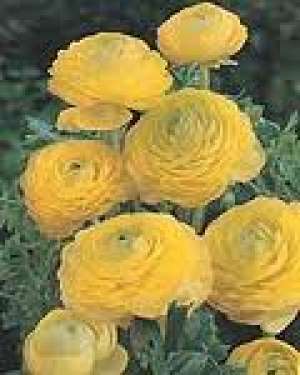 pachet 50 rizomi - ranunculus(Piciorul cocosului)  -transport gratuit