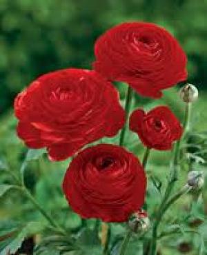 pachet 50 rizomi - ranunculus(Piciorul cocosului)  -transport gratuit