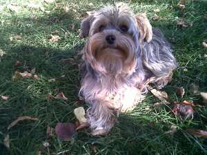 Ofer Torkshire Terrier mascul pentru monta