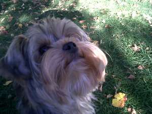 Ofer Torkshire Terrier mascul pentru monta