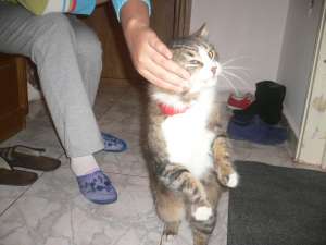 Numele meu este Printu si am 2 anisori�