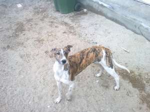 vand catea ogar