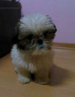 Shih tzu pui