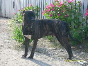DOGO CORSO