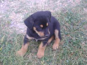 Vand pui Rottweiler