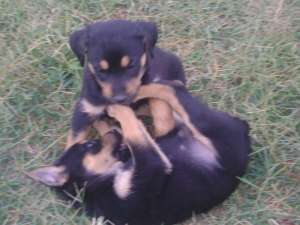 Vand pui Rottweiler