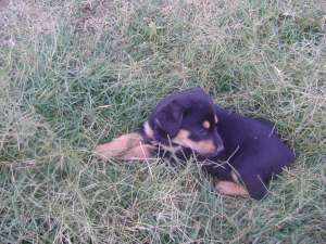 Vand pui Rottweiler