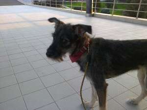 Teri,  metis terrier