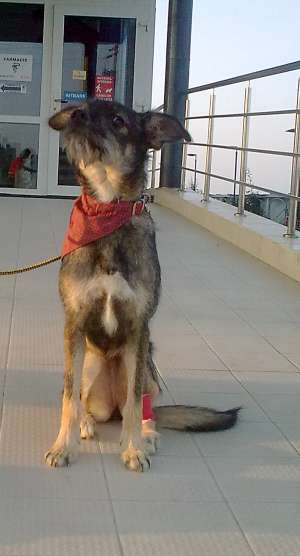 Teri,  metis terrier