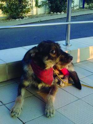 Teri,  metis terrier