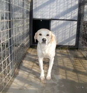 Labrador
