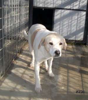 Labrador