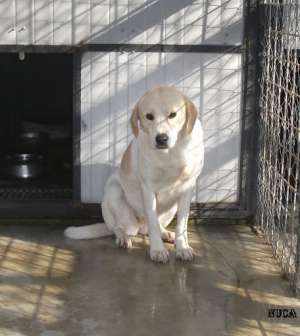 Labrador