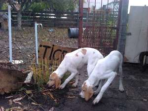 Catei Pointer Englez 5 luni
