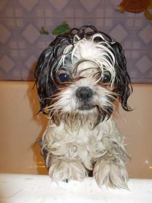 Caut catelusa shih-tzu!