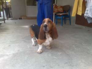 Vand Basset Hound,    tricolor