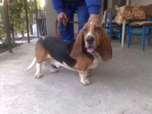 Vand Basset Hound,    tricolor