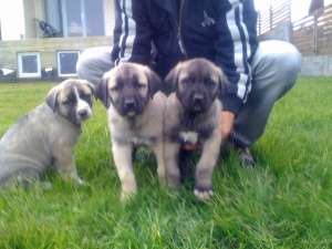Vand pui Kangal