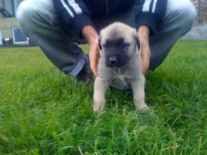Vand pui Kangal
