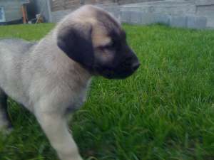 Vand pui Kangal