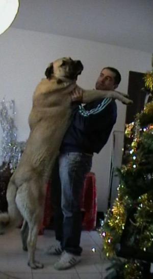 Vand pui Kangal