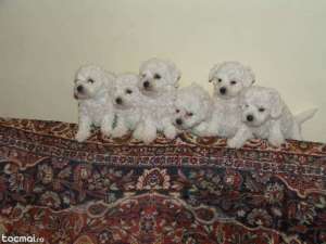 Vand bichoni frise