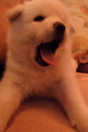 Akita inu puiuti superbi